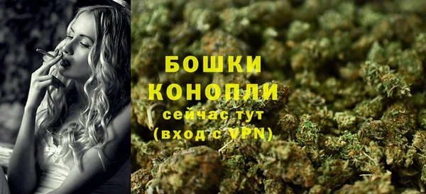 прущие грибы Новозыбков